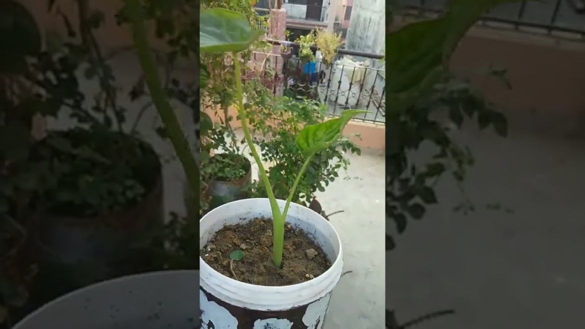 Small container plant ☘️#shorts