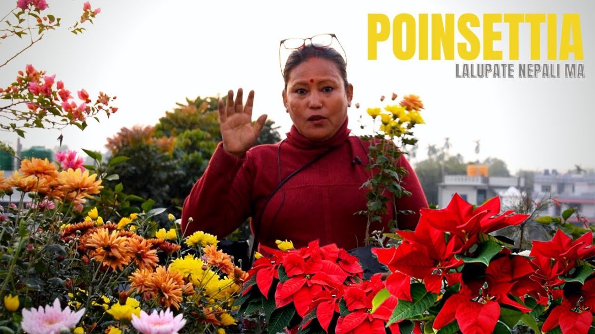 Poinsettia Plant Care and Tips I Lalupate Plant Ko Rak Dek Kasari Garne? Nepali Garden Channel Poinsettia Plant Care and Tips I Lalupate Plant Ko Rak Dek Kasari Garne? Nepali Garden Channel