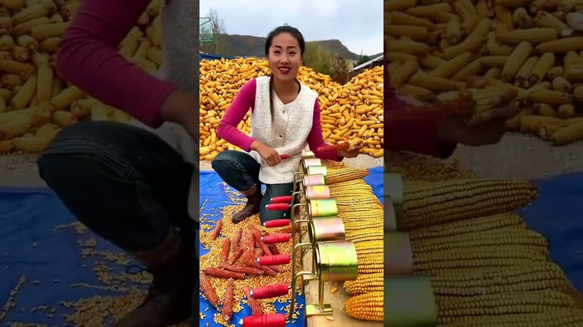 Useful Corn tools in China #tips #gardener