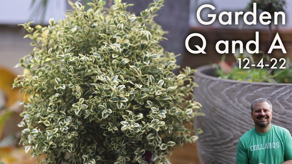 Great Garden Questions Answered - Shrub vs. Perennial, Winter Watering, Planting Under Crape Myrtle