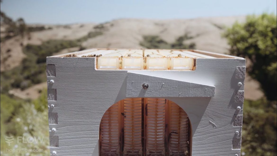 Californian backyard garden beekeeping Californian backyard garden beekeeping