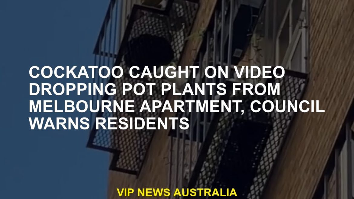 Cakduoo, caught a video of pot plants from the Melbourne Office, caught a video that left the video, Cakduoo, caught a video of pot plants from the Melbourne Office, caught a video that left the video,