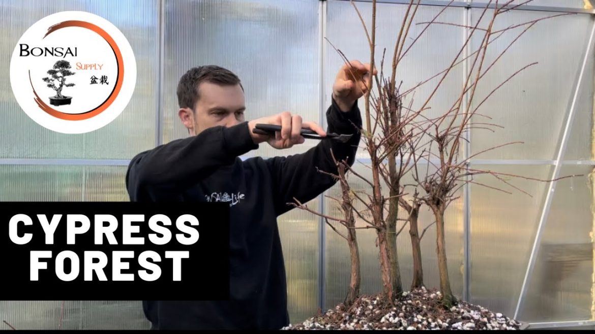 Bald Cypress Forest Fall Work | The Bonsai Supply