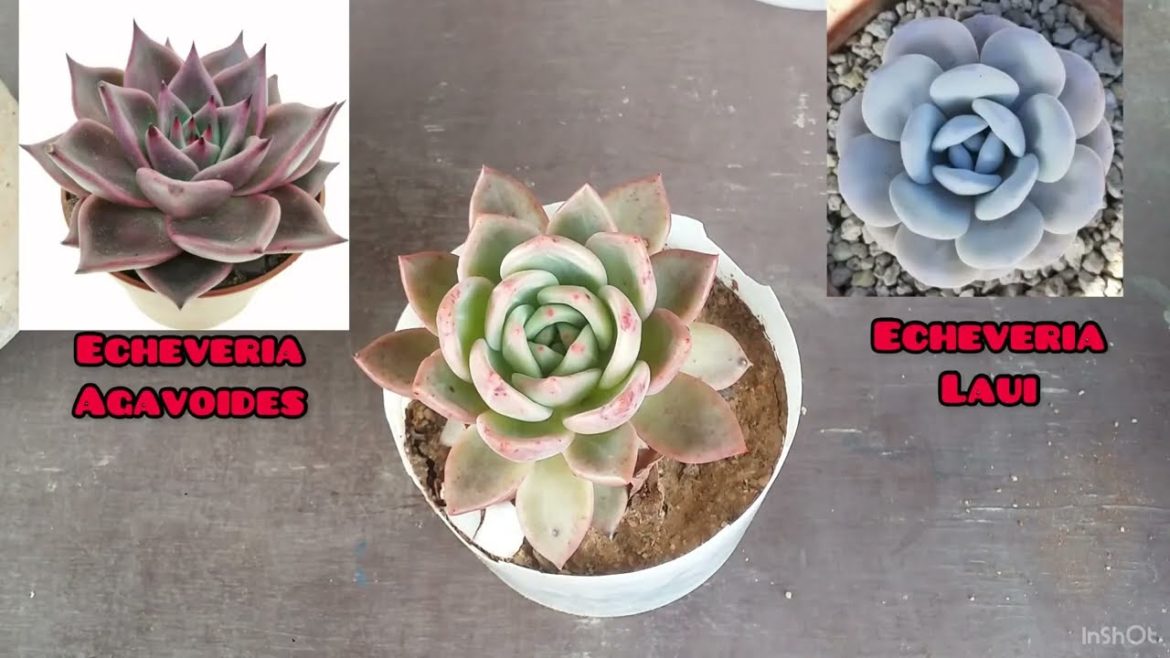 || ECHEVERIA CHAMPAGNE REPOTTING || BASIC REPOTTING CARE TIPS ||