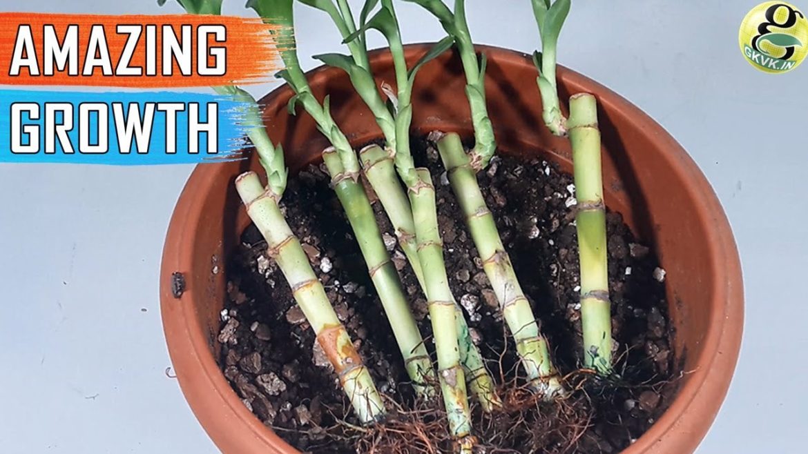 Growing Lucky Bamboo in Soil - Fast Growth | Care Tips of Soil grown Plant