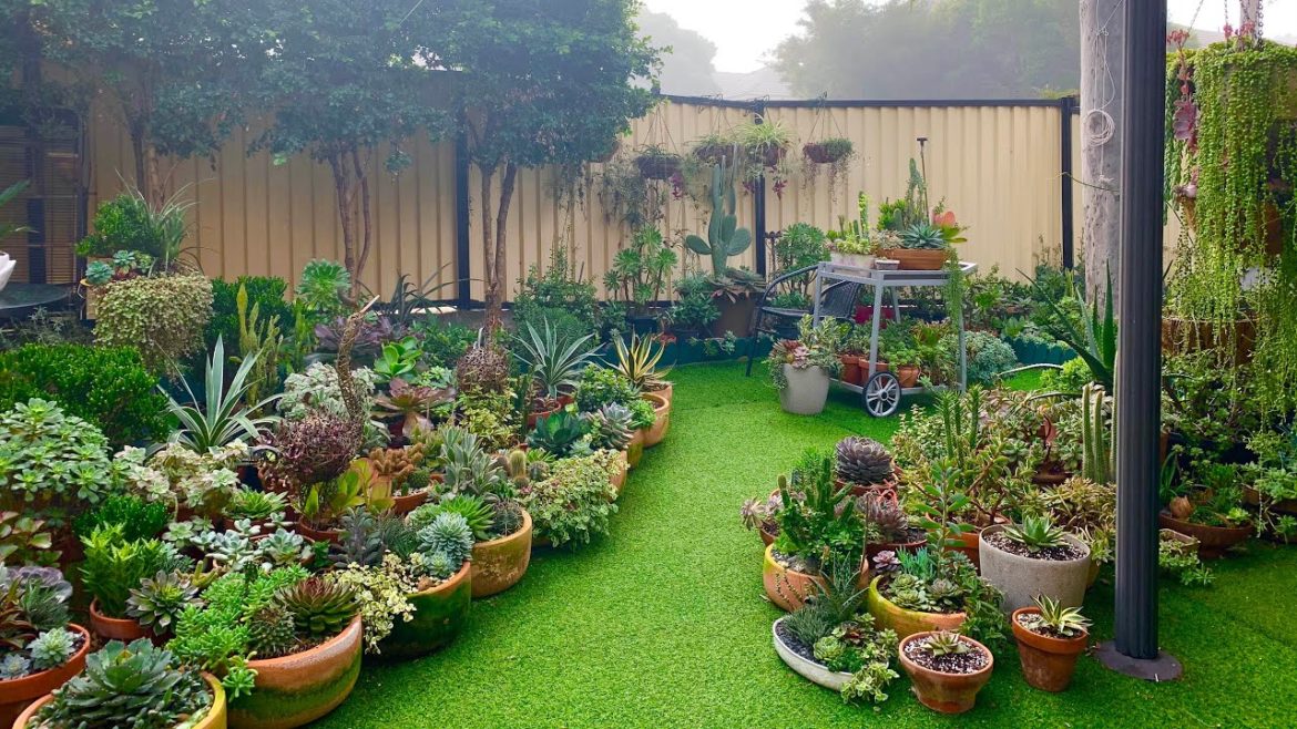 My Backyard Succulent Garden