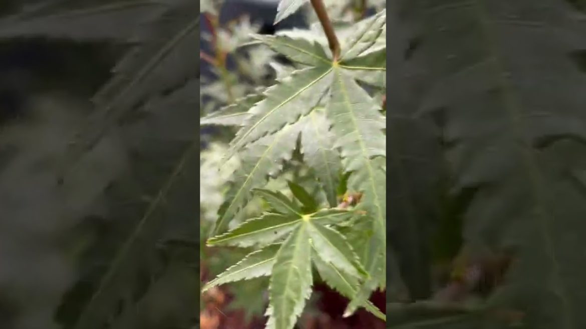 Ikandi Japanese Maple from @MrMaple Show #japanesemaple bonsai #gardening