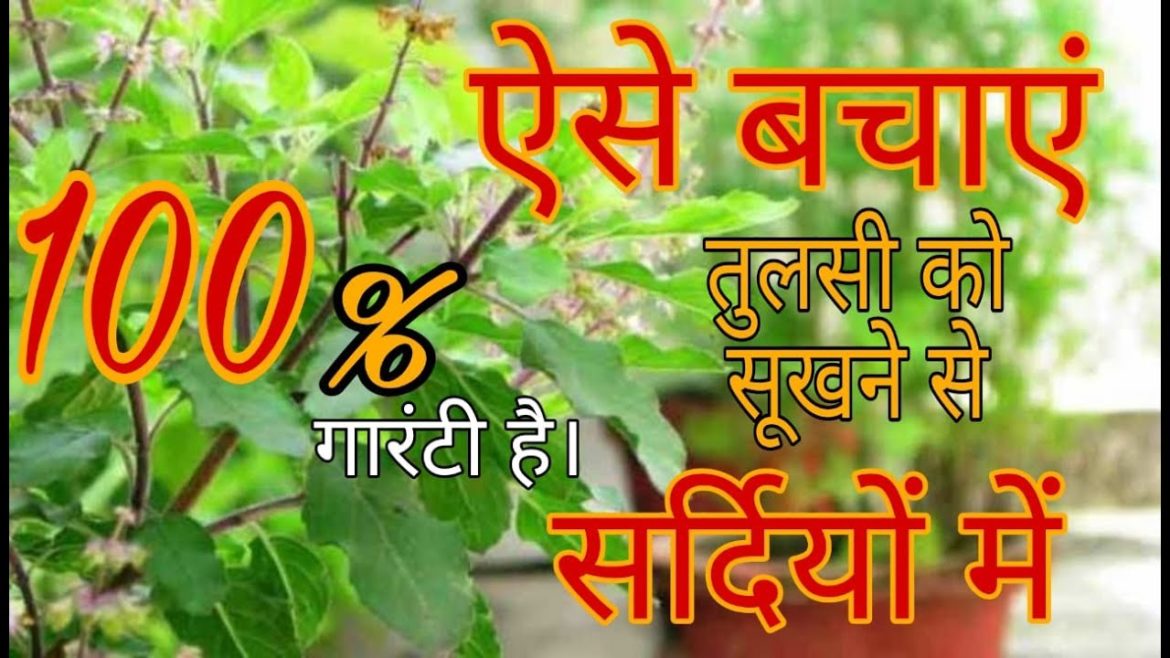 tulsi ko sukhne se kaise bachaye सर्दियों में #tulsiplant  #viral #trending #viralvideo