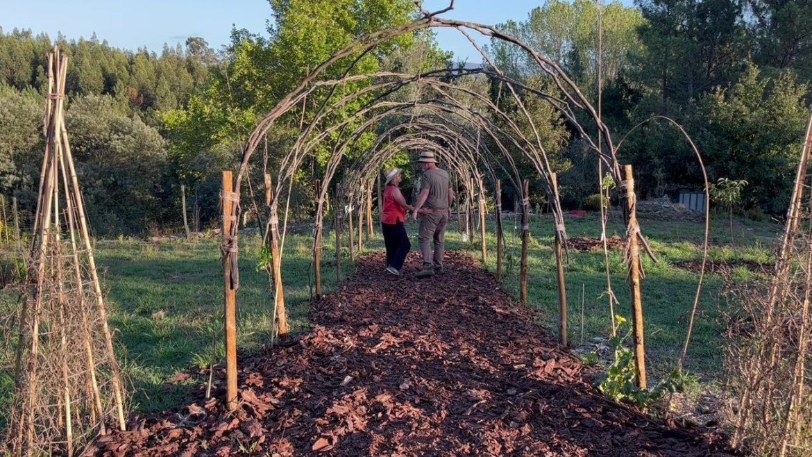 HOW we Built this HUGE Archway for under 50 dollars | Vertical Gardening