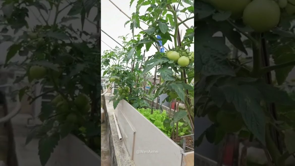 Beautiful Nature with Rural Life #shorts #naturalife #rurallife