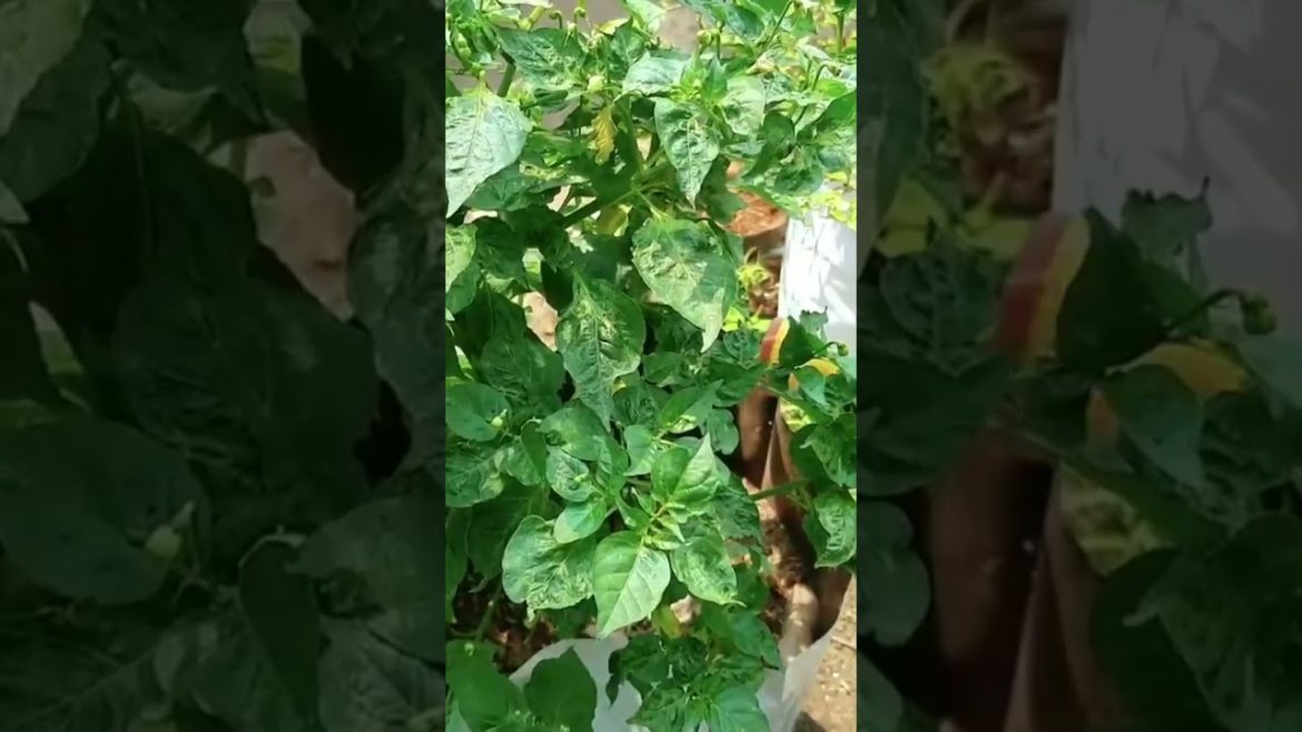 Fish Amino | ജൈവവളവും, കീടനാശിനിയും #krishitips #gardentips #fertilizer #usefulsnippets #shorts