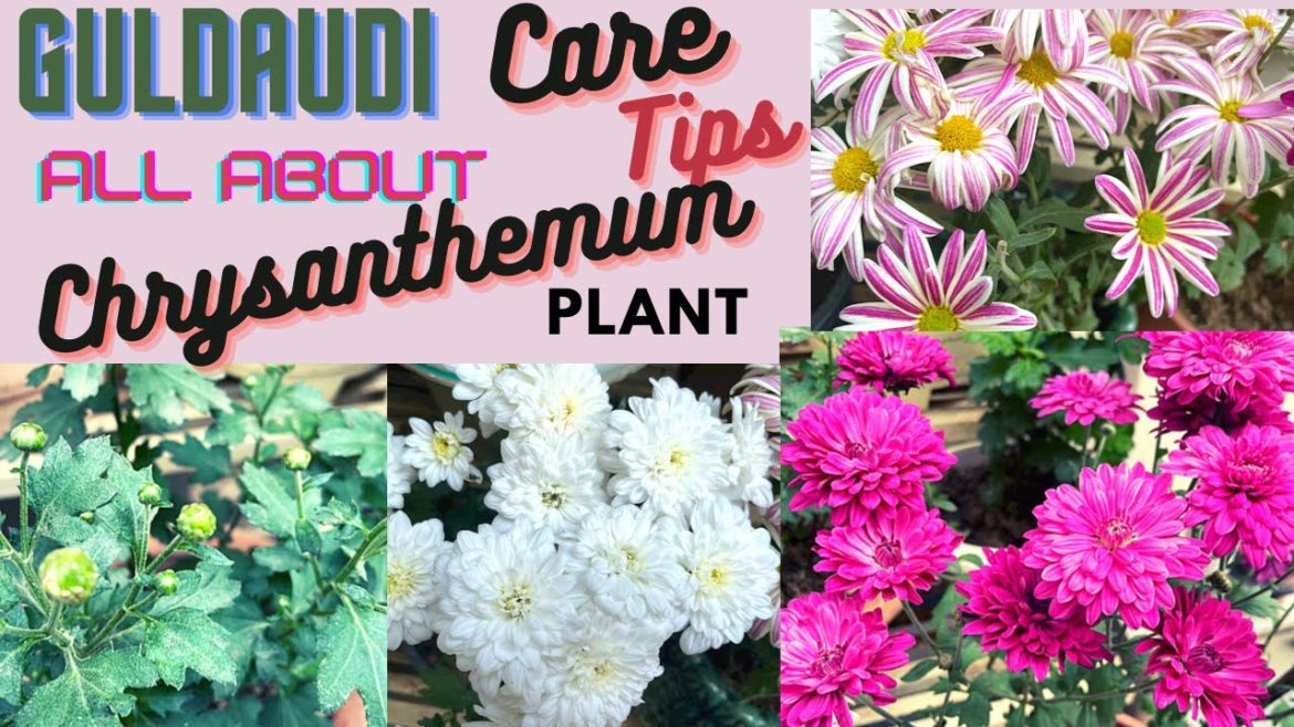 Guldaudi Care Tips & Fertilizer || All About Chrysanthemum || Gardenscapes With Kusum #chrysanthemum