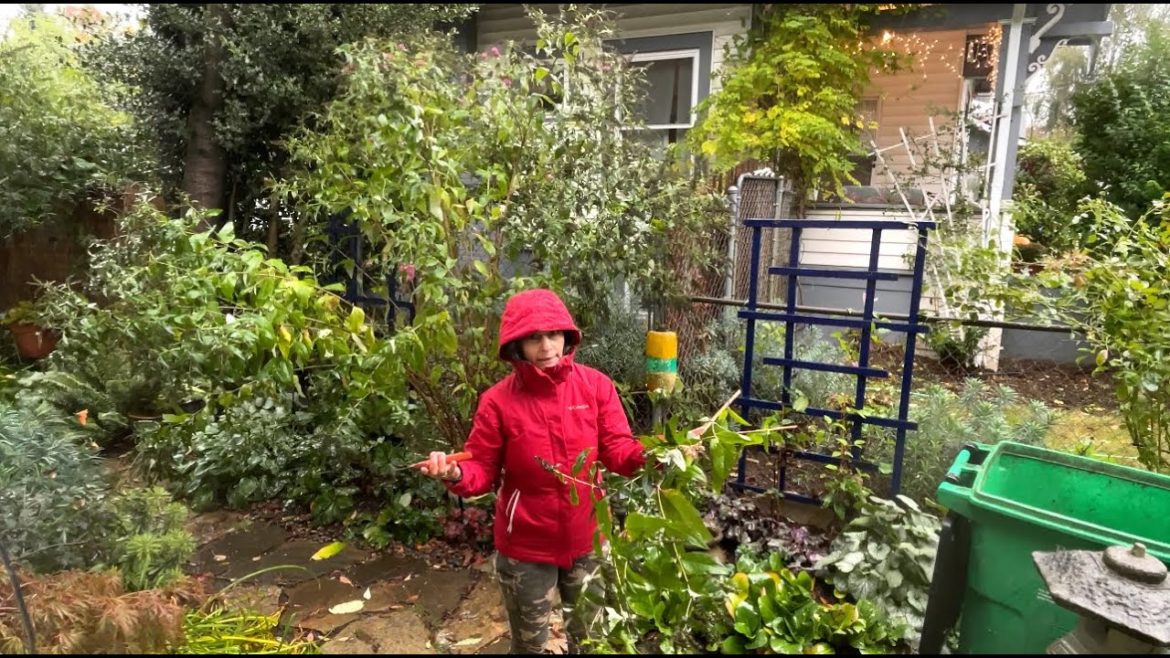 Problems In My Garden | This Was Not Part Of The Plan Problems In My Garden | This Was Not Part Of The Plan