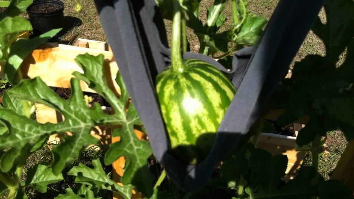 My Container Garden - 5/11/12 - (watermelon, tomato, cantaloupe fruit set)