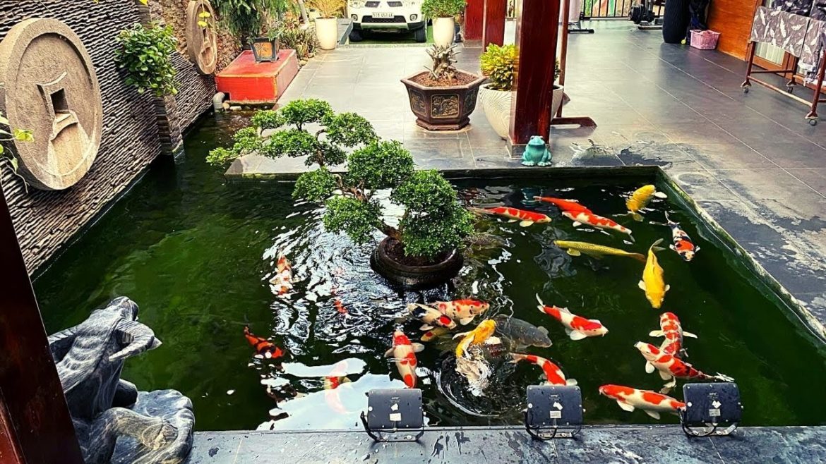Beautiful Backyard Garden Koi Pond Design | Jumbo Koi in Villa