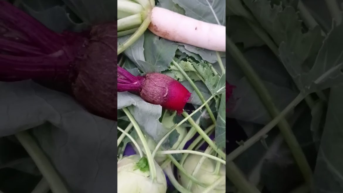 vegetables harvesting video | #gardening #growyourownfood #shorts #wintergarden #kitchengardening