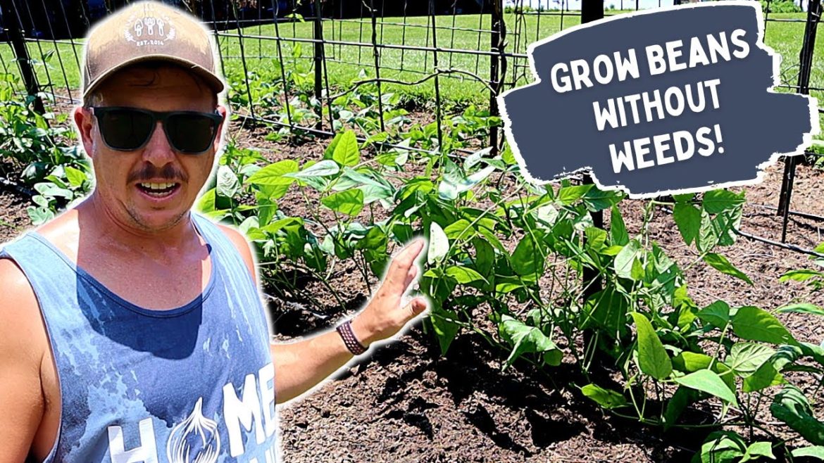 Grow Beans without Weeds! | Easy Backyard Garden Hack!