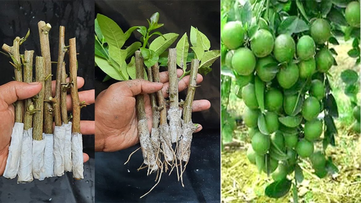 How to propagate lemon tree from cuttings with tissue paper || With 100% success