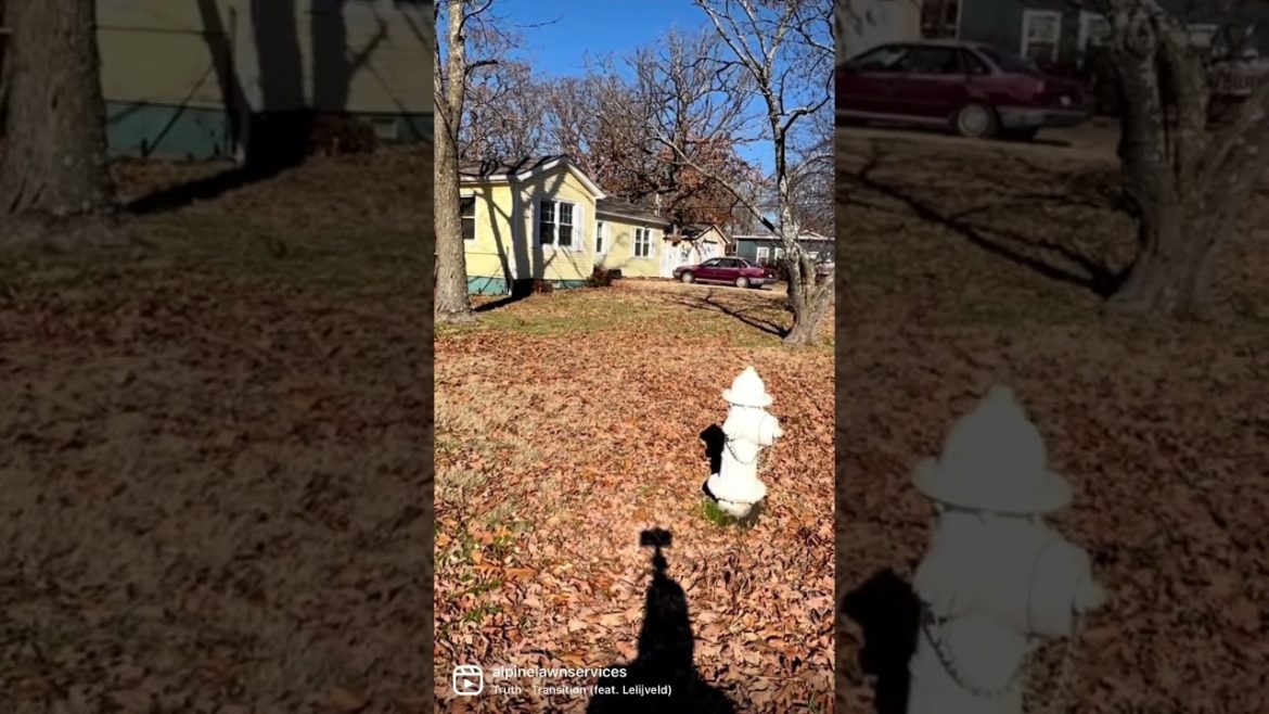 HUGE LEAF CLEANUP TRANSFORMATION ππͺ #lawncare #landscape #lawnmaintenance HUGE LEAF CLEANUP TRANSFORMATION ππͺ #lawncare #landscape #lawnmaintenance