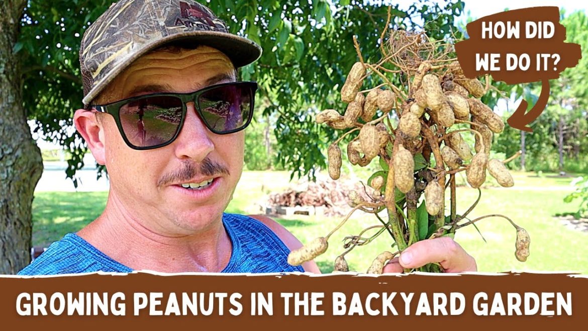 WE DID IT! | GROWING PEANUTS IN THE BACKYARD GARDEN