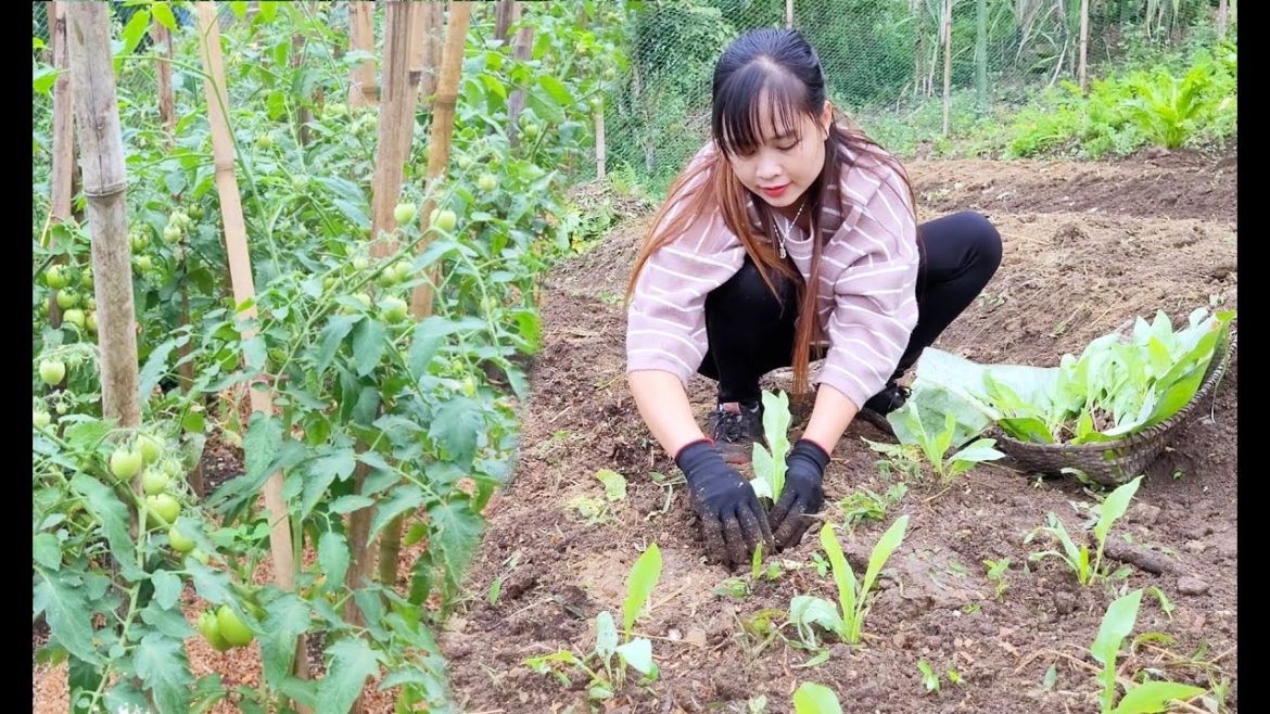 Renovate the vegetable garden and replant the vegetables in the garden. Peaceful life Renovate the vegetable garden and replant the vegetables in the garden. Peaceful life