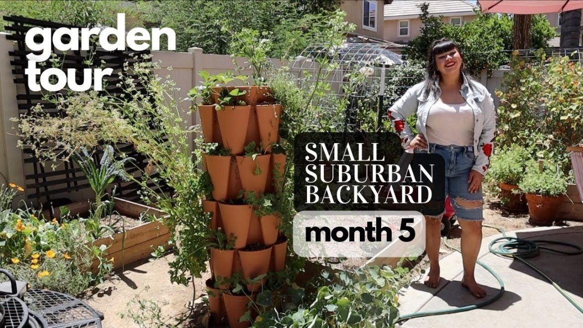 MAY GARDEN TOUR OF A SMALL SUBURBAN BACKYARD GARDEN IN SPRING | California Zone 9B Kitchen Garden