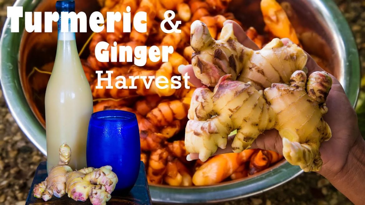 TURMERIC AND GINGER HARVEST | MAKING GINGER BEER | SIMPLE CONTAINER GARDENING