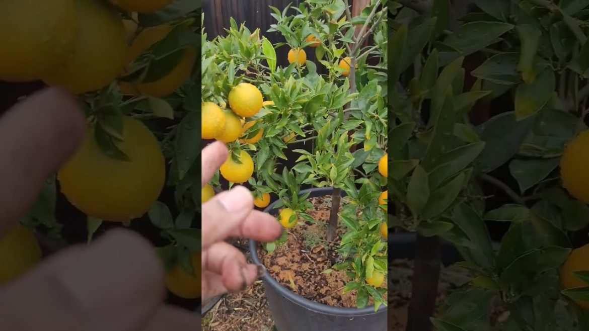 Why Citrus Trees Are Bland Tasting