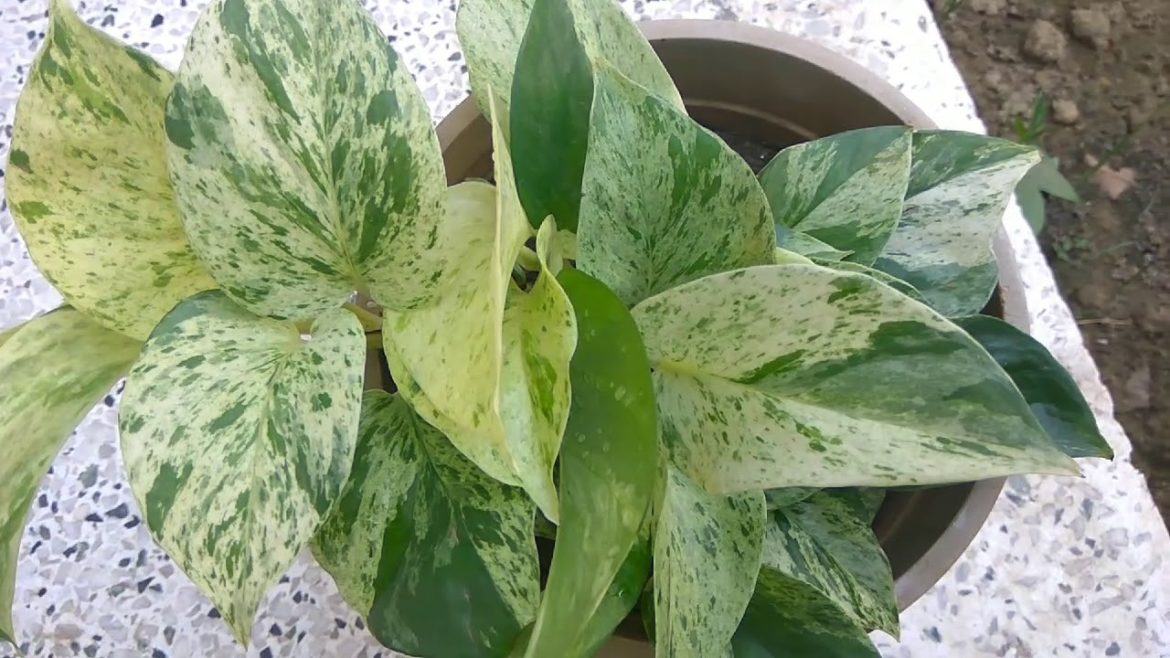 Marble queen money plant and its care - Mita Bishnoi Garden tips