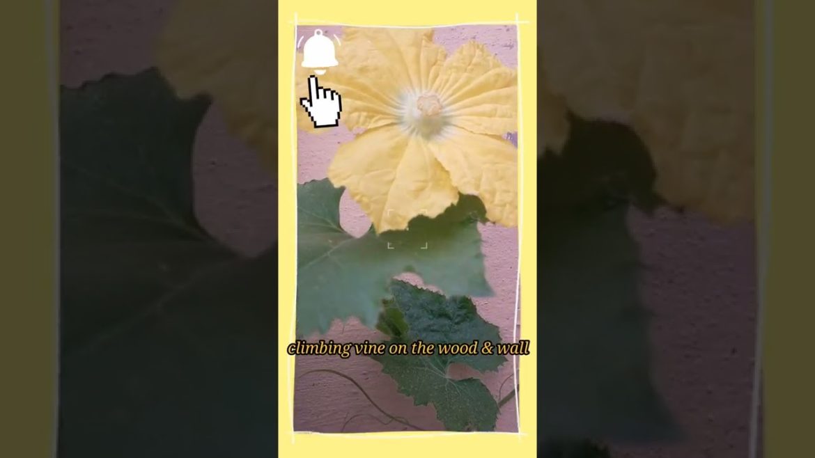 #Chinese Preserving Melon with Gardening ideas at home#shorts#Garden Vegetable with Chinese Food