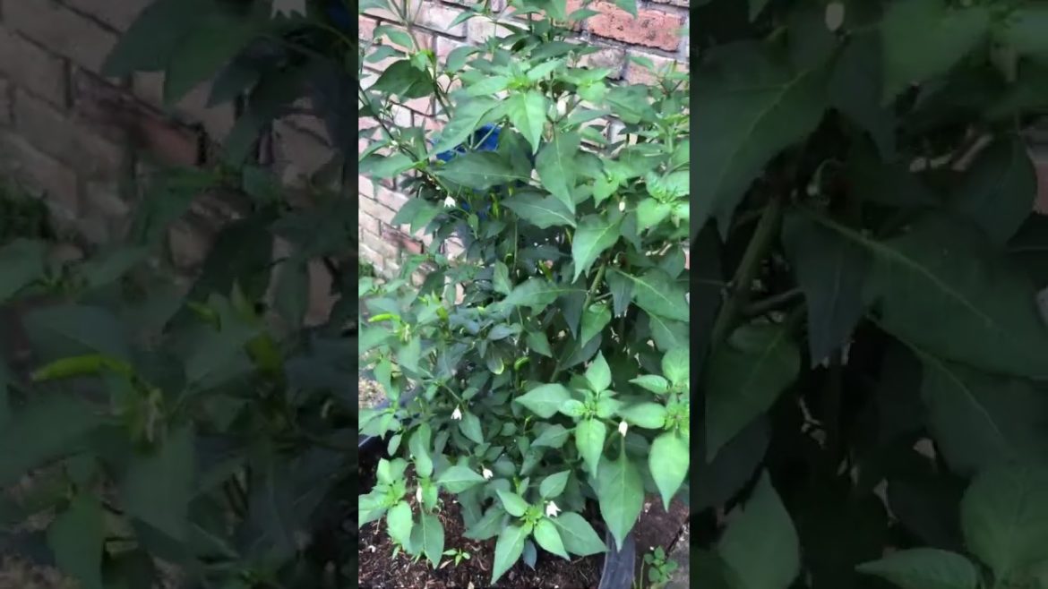 Backyard garden harvest of Thai chili peppers - today’s joy!