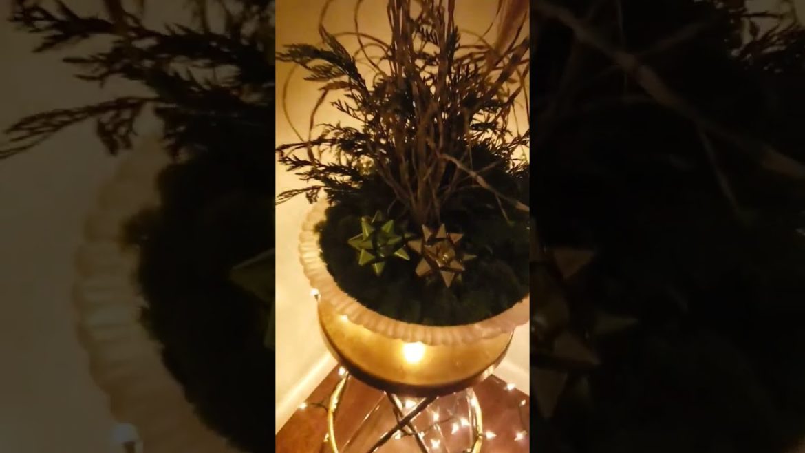 #shorts #holiday #containergardening