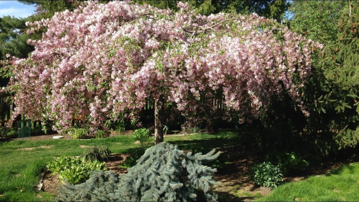 Trees: Take a Garden Tour for High Impact Garden Design!