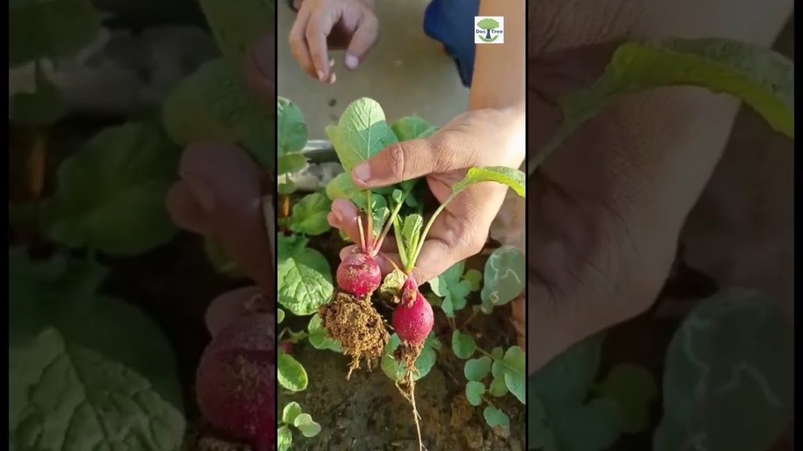 Red Radish Harvest | Grow Root Vegetables | Lal Mooli | Rooftop Gardening in Fruit basket | سرخ مولی Red Radish Harvest | Grow Root Vegetables | Lal Mooli | Rooftop Gardening in Fruit basket | سرخ مولی