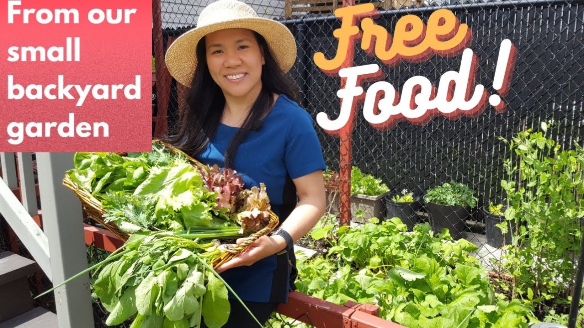 HARVESTING FREE FOOD FROM OUR SMALL BACKYARD GARDEN | FIRST HARVEST OF THE SEASON
