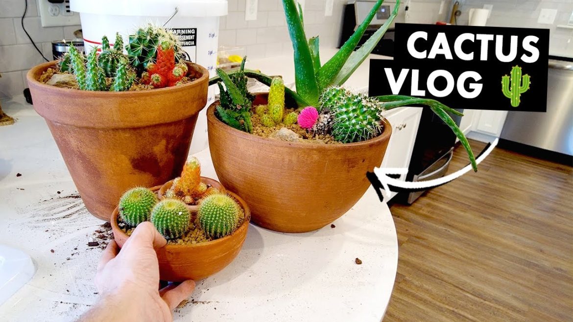 Creating cactus arrangements + cactus plant vlog 🌵 Creating cactus arrangements + cactus plant vlog 🌵