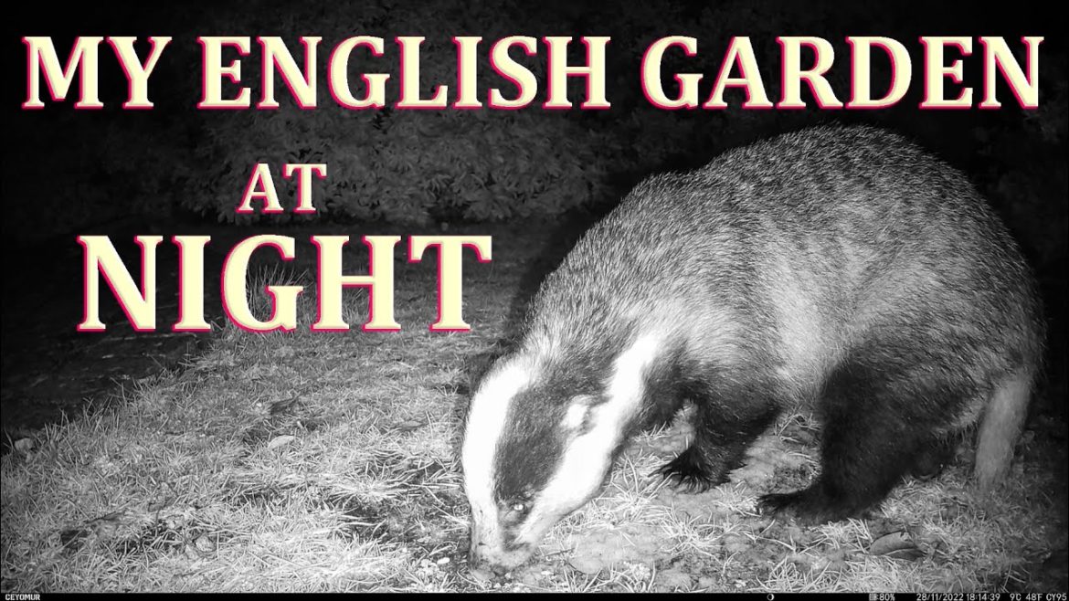 Wild Animals – My English Garden at Night – Trail Camera Wild Animals - My English Garden at Night - Trail Camera