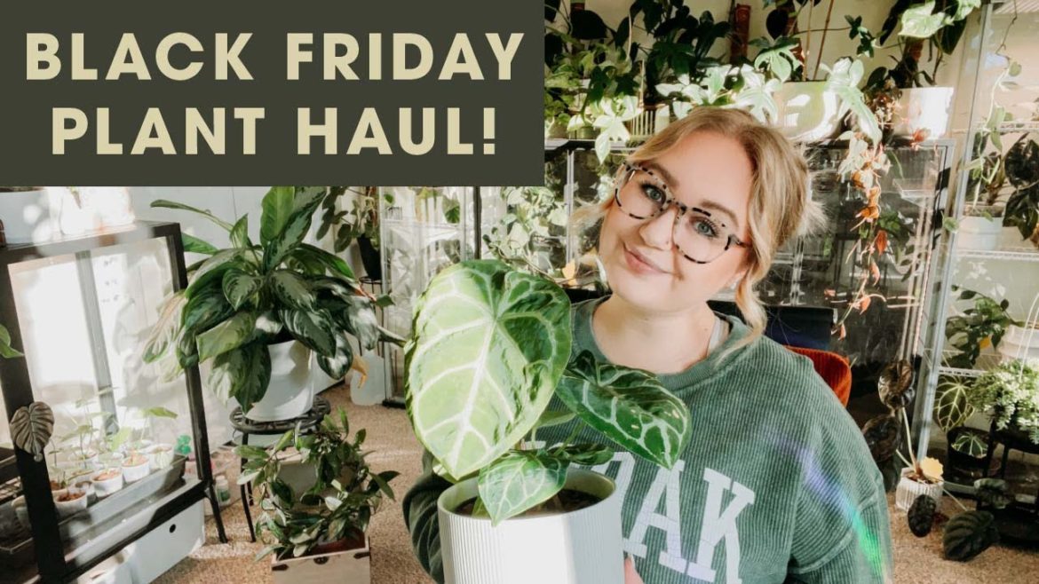 Black Friday/Small Business Saturday Plant Haul!! | 9 New Houseplants