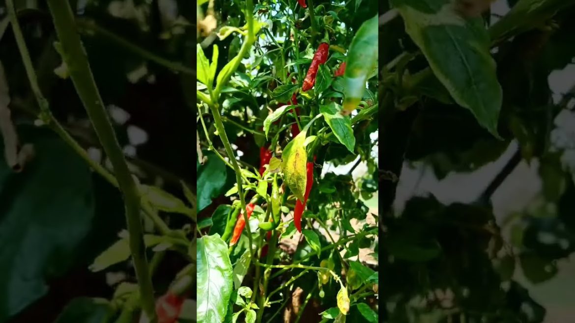 red chilies in my kitchen garden #shorts