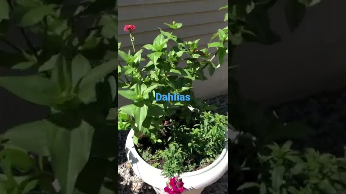 Planters are great if you don’t have a backyard garden!