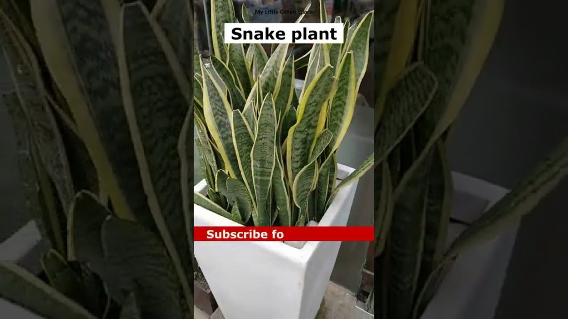 Snake Plant | #shorts