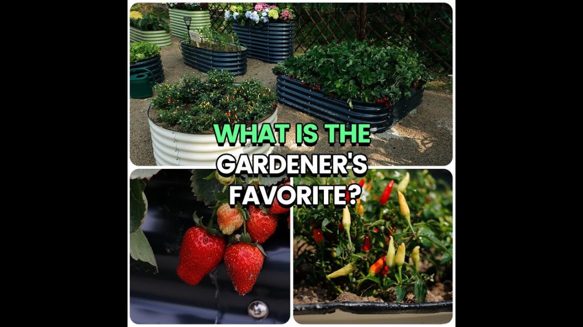 What is the gardener's favorite?#Ollegardens What is the gardener's favorite?#Ollegardens