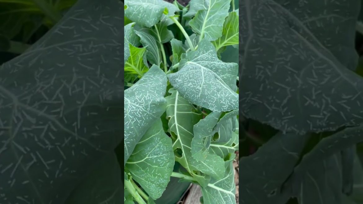 Frosty Yet Beautifully Special | Fall Collard Greens in December | OCDish Chick