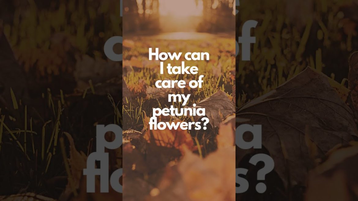 5 Tips For Taking Good Care of Petunia Flowers 5 Tips For Taking Good Care of Petunia Flowers