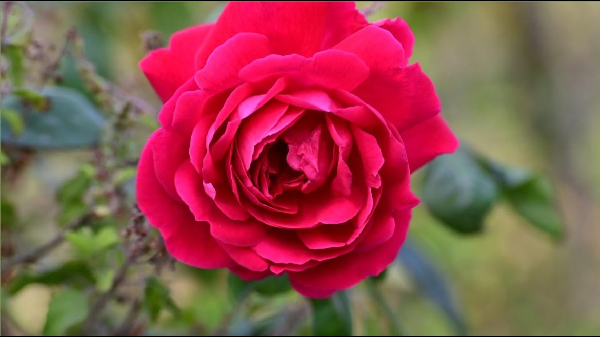 Indian Red Rose |  देसी गुलाब - Welcome Winter 2022 #terracegarden #shorts @aksgreens