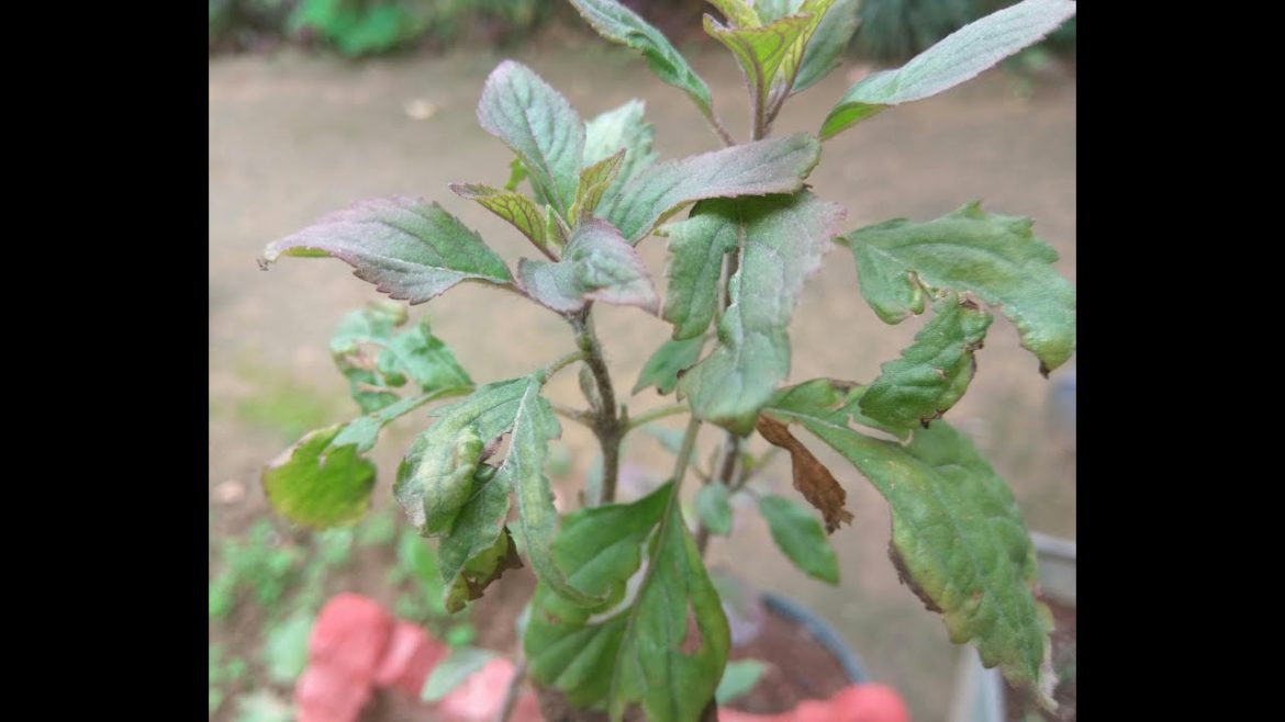 How to plant Tulsi-Garden tips
