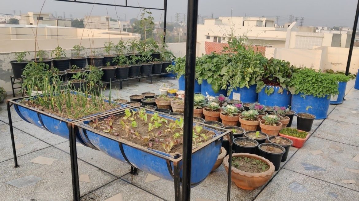 How I Grow Vegetables and Plants Rooftop Gardening (vlog) How I Grow Vegetables and Plants Rooftop Gardening (vlog)