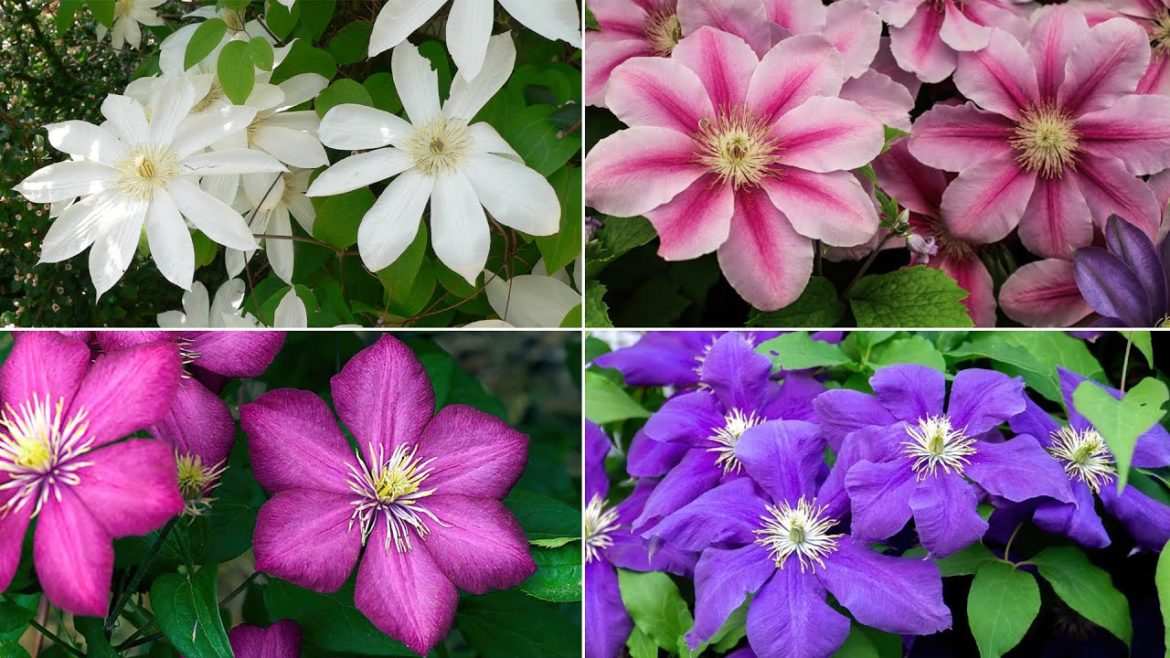 Popular Clematis Varieties to Consider Growing – Clematis Varieties with Names Popular Clematis Varieties to Consider Growing - Clematis Varieties with Names