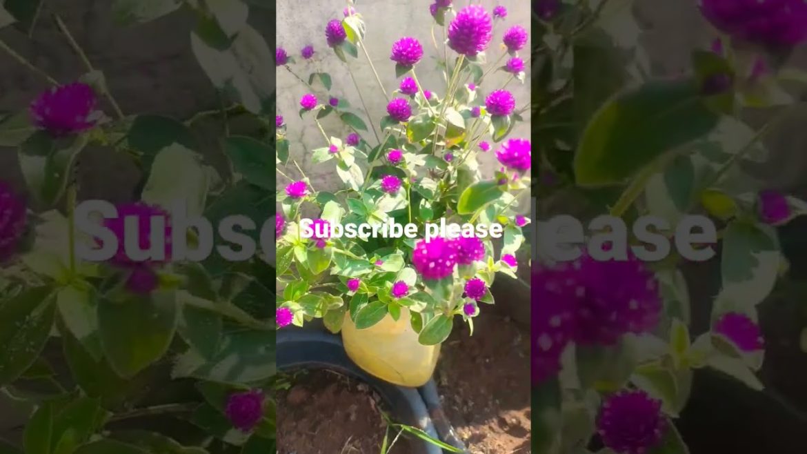 waste container gardening #shorts #gardening