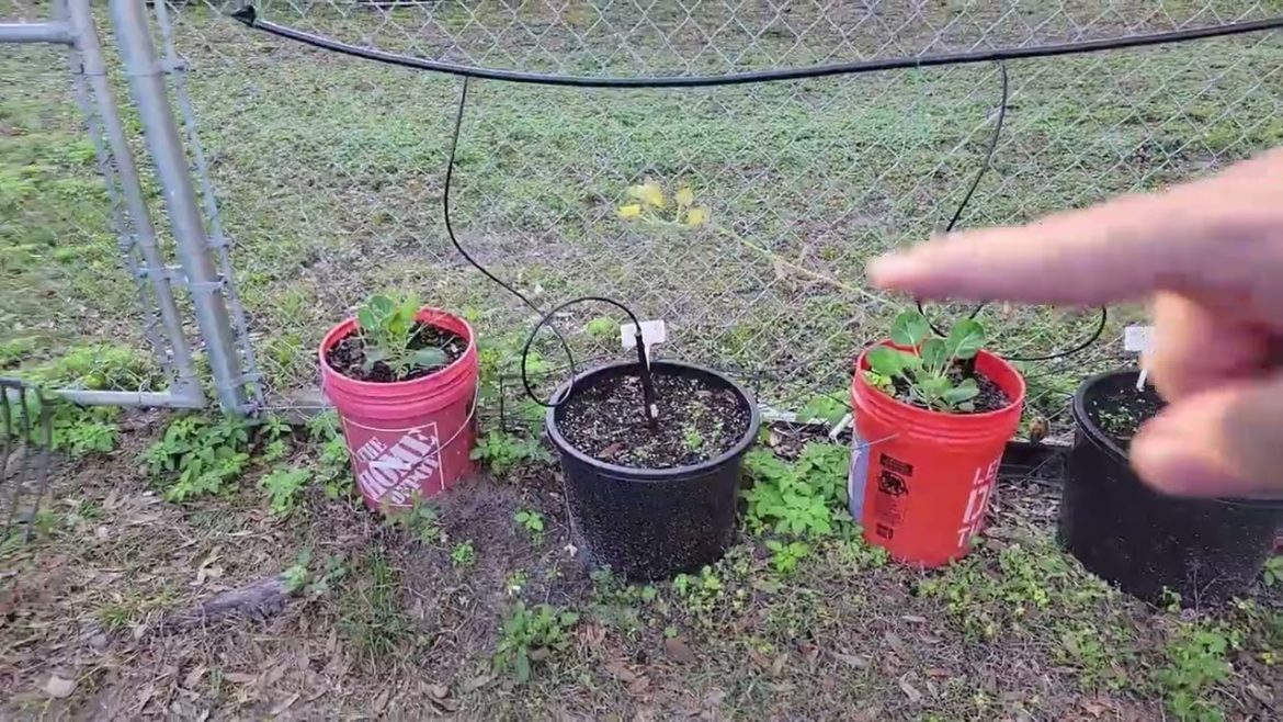 After Thanksgiving Fall Garden Update